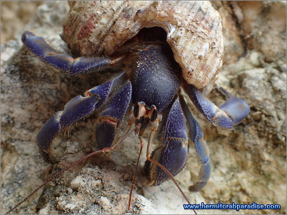 Hermit Crab Paradise » Blog » 2016 » Ikema Island