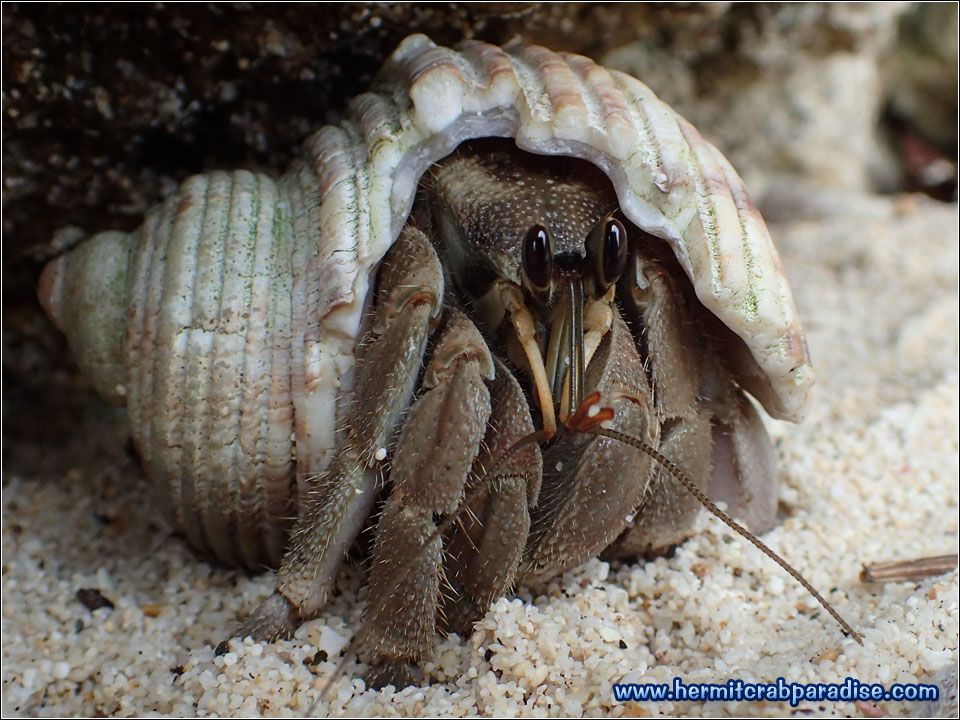 Hermit Crab Paradise » Blog » 2016 » Ikema Island