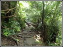 Hiking through the jungle