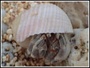 Coenobita rugosus