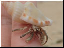 Coenobita rugosus