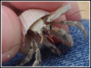 Coenobita rugosus