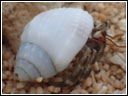 Coenobita rugosus