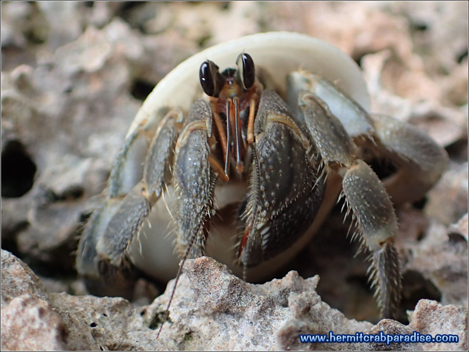 Hermit Crab Paradise » Blog » 2016 » Ishigaki Island