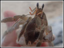 Coenobita rugosus
