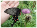 One of the huge butterflies on the island, compared to my hand