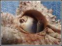 Coenobita cavipes