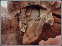 Coenobita cavipes