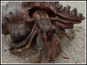 Coenobita cavipes
