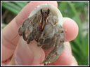 Coenobita rugosus