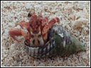 Coenobita rugosus