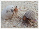 Coenobita rugosus