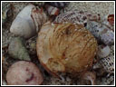 Coenobita rugosus