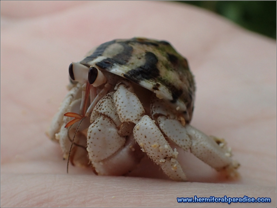 Hermit Crab Paradise » Blog » 2017 » Okinawa Main Island