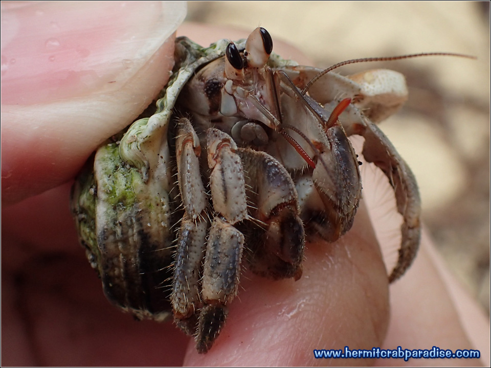 Hermit Crab Paradise » Blog » 2017 » Okinawa Main Island