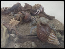 Hermit crab exhibit